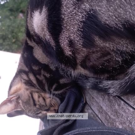 Photo 1/1 Ulysse Chat lost in Salans