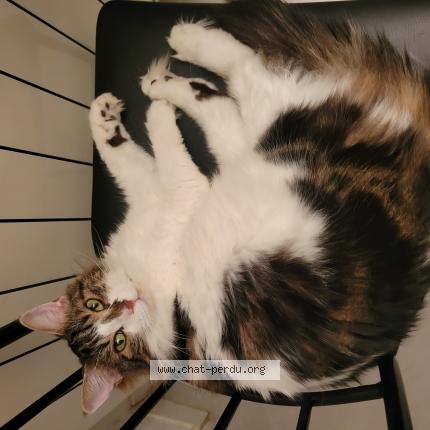 Photo 1/1 Yumi Chat lost in Bedarrides