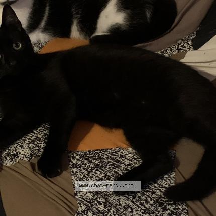 Photo 1/1 ZEUS Chat lost in Forges