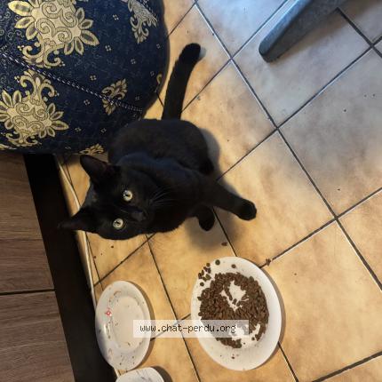 Photo 1/1 Chouchou Chat lost in Carcassonne