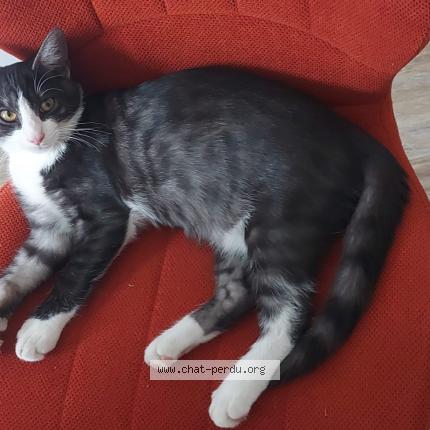 Photo 1/1 Milo Chat lost in Tours