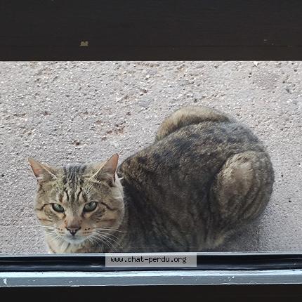 Photo 1/1 Found cat Found in Creteil