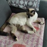 Picture of cat lost at Ternay