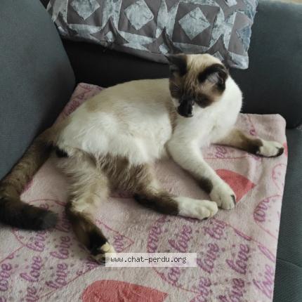 Photo 1/1 Aramis Chat lost in Ternay