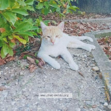Photo 1/1 Manouche Chat lost in Saint maurice l exil