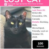 Picture of cat lost at Tiverton