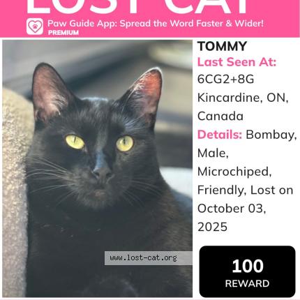 Photo 1/1 Tommy Chat lost in Tiverton