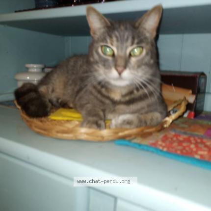 Photo 1/1 Ulysse Chat lost in Le mesnilbus