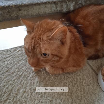 Photo 1/1 Caramel Chat lost in Sens