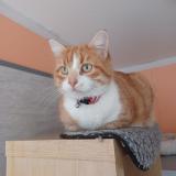 Picture of cat lost at Hiers Brouage