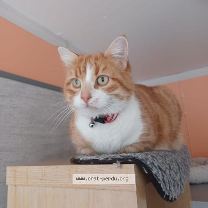 Photo 1/1 TOLEDO Chat lost in Hiers brouage