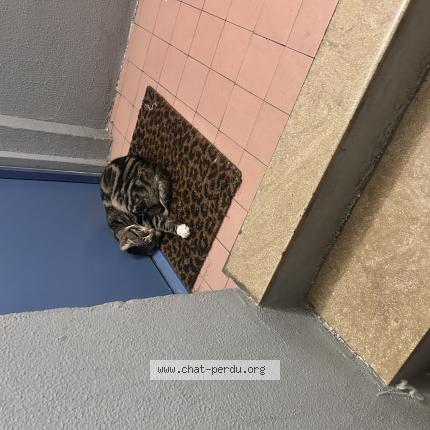 Photo 1/1 Cat reunited Found in Orleans