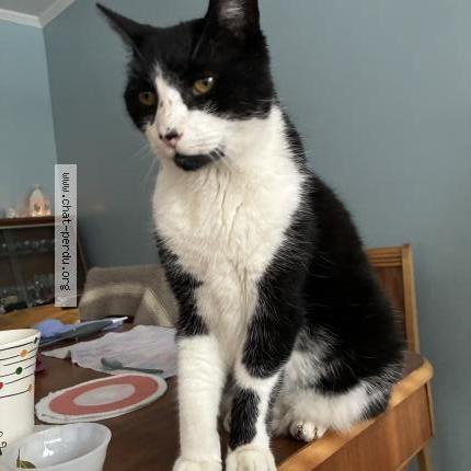 Photo 1/1 Found cat Found in Greenfield park