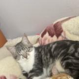 Picture of cat lost at Flers