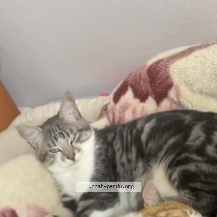 Photo 1/1 Aslan Chat lost in Flers