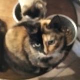 Picture of cat lost at Paulinet