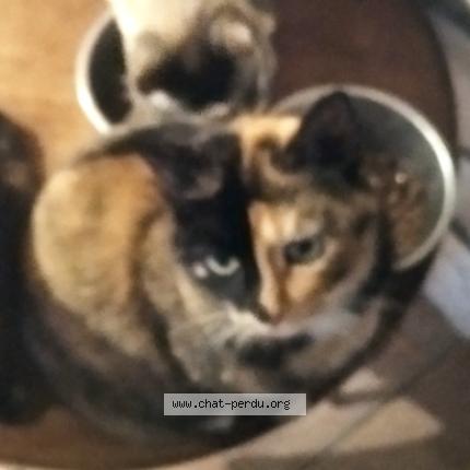 Photo 1/1 Galou Chat lost in Paulinet