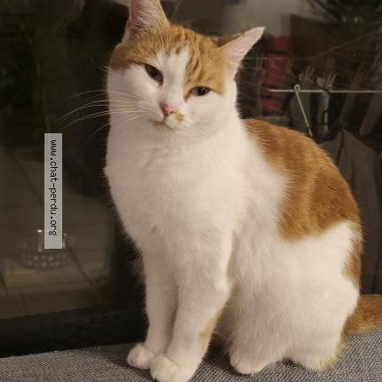 Photo 1/1 Shannel Chat lost in Ballan mire