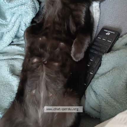 Photo 1/1 Boston Chat lost in Avesse