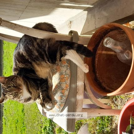 Photo 1/1 Mistinguett Chat lost in Montreuil