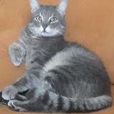 Picture of cat lost at Vitrolles