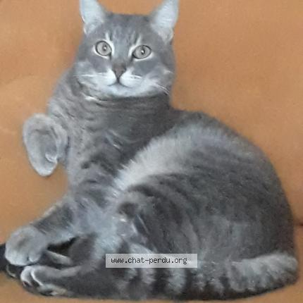 Photo 1/1 Cat reunited Lost in Vitrolles