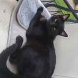 Picture of cat lost at Bourges