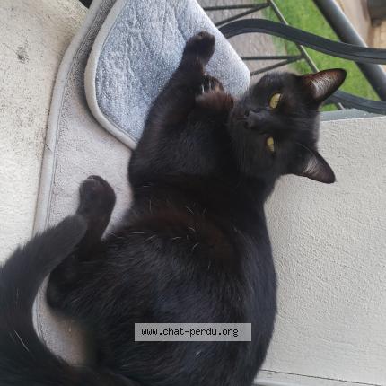 Photo 1/1 Dean Chat lost in Bourges