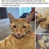 Picture of cat lost at Liberty