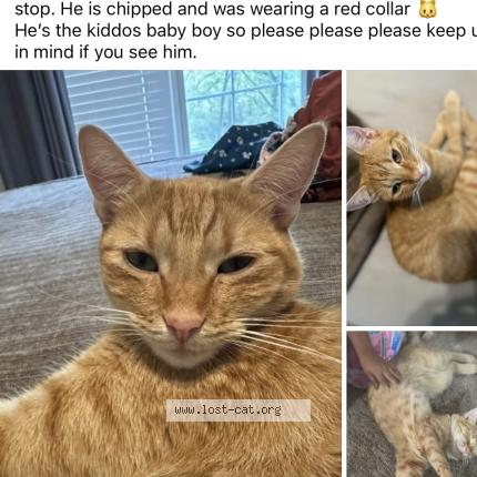 Photo 1/1 Petey Chat lost in Liberty