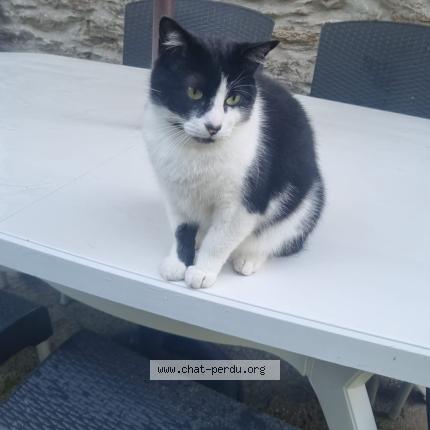 Photo 1/1 Bounty Chat lost in Brest