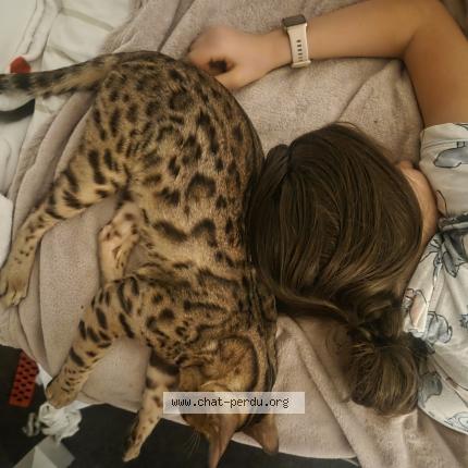 Photo 1/1 Oscar Chat lost in Obernai