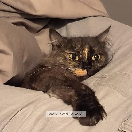 Photo 1/1 Austra Chat lost in Moulismes