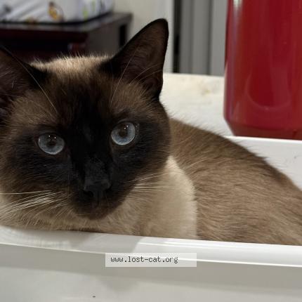 Photo 1/1 Momo Chat lost in Bradenton