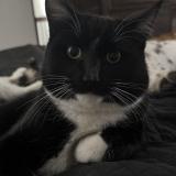 Picture of cat lost at Meridian