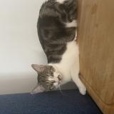 Picture of cat lost at Bengy Sur Craon