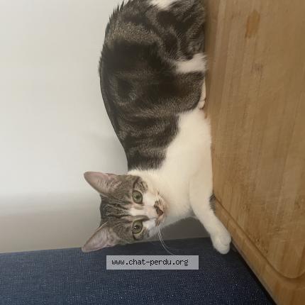 Photo 1/1 Violette Chat lost in Bengy sur craon