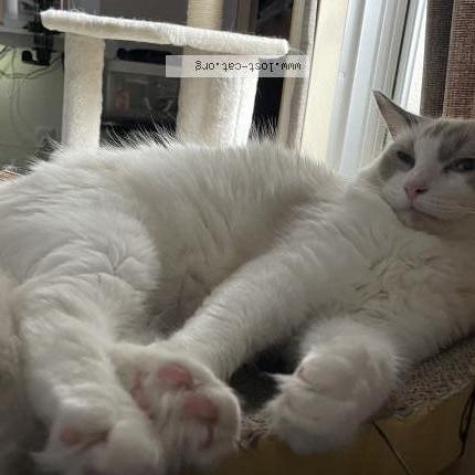 Photo 1/1 Mochi Chat lost in Osaka kadoma shi