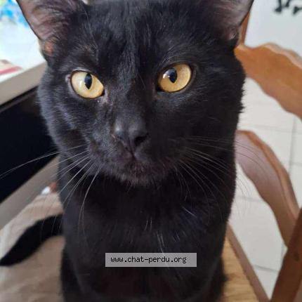 Photo 1/1 Berlioz Chat lost in 44720 st joachim