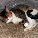 Picture of cat lost at Montertelot