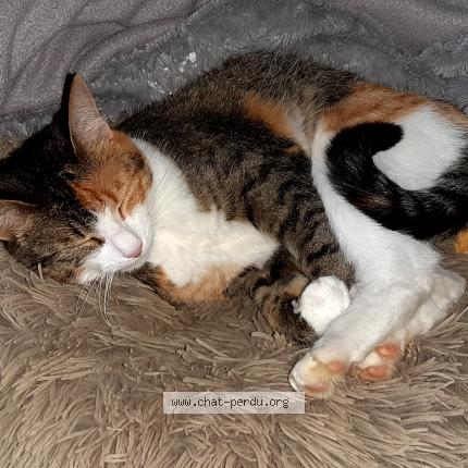 Photo 1/1 Zelda Chat lost in Montertelot