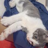 Picture of cat found at Salaise Sur Sanne