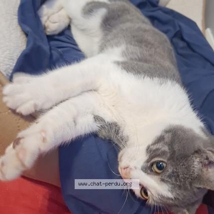 Photo 1/1 Found cat Found in Salaise sur sanne