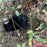 Picture of cat found at Strasbourg