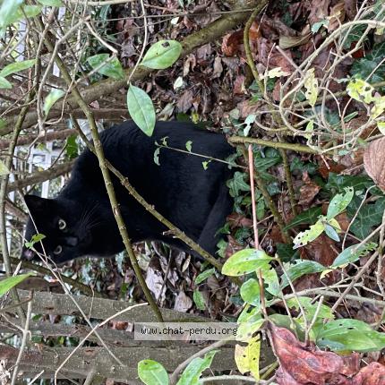 Photo 1/1 Found cat Found in Strasbourg