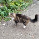 Picture of cat found at La Hague