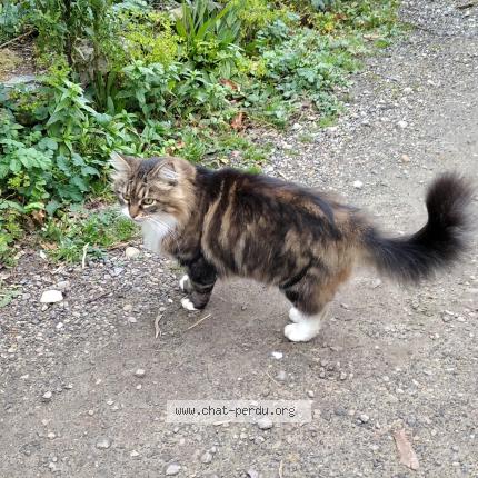 Photo 1/1 Found cat Found in La hague