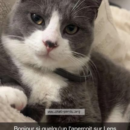 Photo 1/1 Top Chat lost in Lens