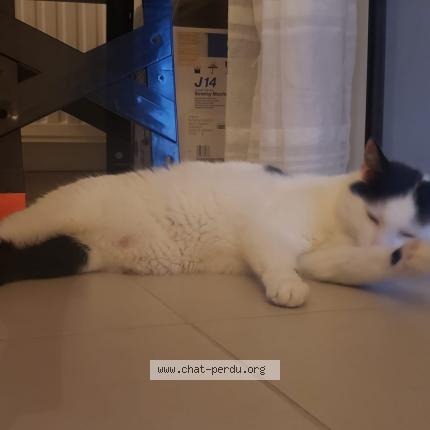 Photo 1/1 Calin Chat lost in Le porge