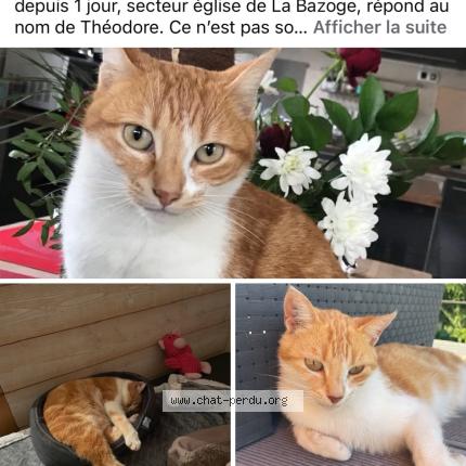 Photo 1/1 Th&eacute;odore Chat lost in La bazoge